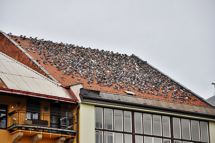A2B Pest Control are able to install spikes to deter birds from roofs in Hampton. 